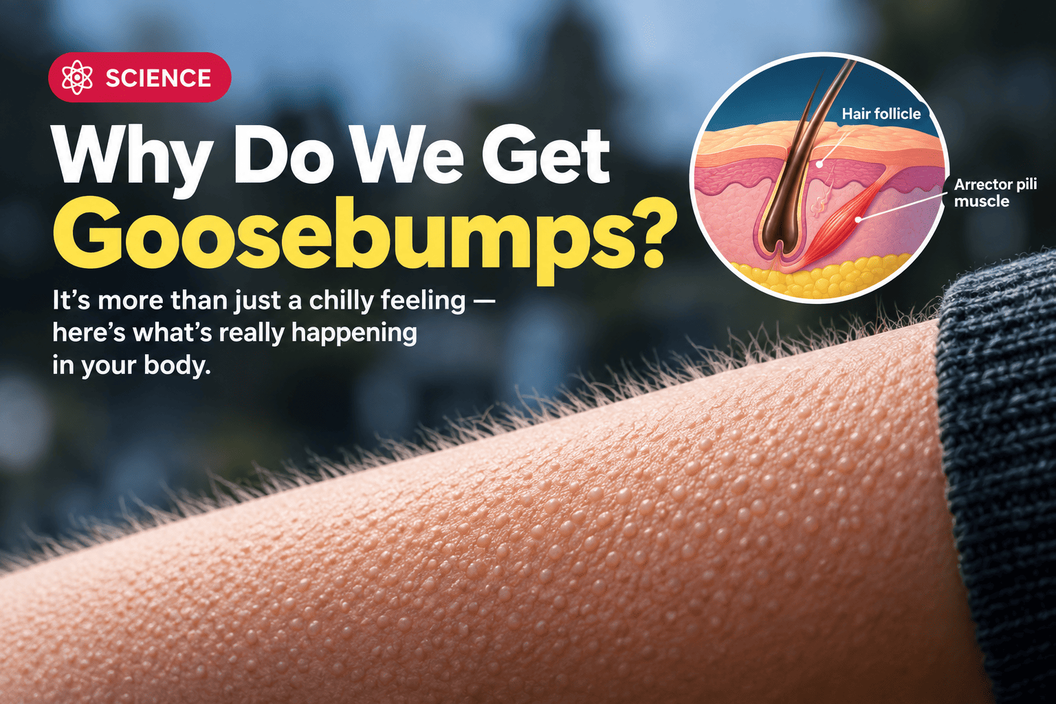 Why Do We Get Goosebumps?